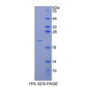 SDS-PAGE analysis of Human POFUT1 Protein.