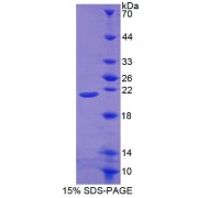 SDS-PAGE analysis of Mouse POFUT1 Protein.