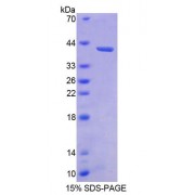 SDS-PAGE analysis of Human BMP3 Protein.