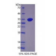 SDS-PAGE analysis of Mouse GDF11 Protein.