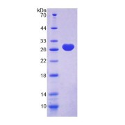 abx168831