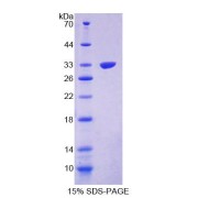 SDS-PAGE analysis of Mouse PPP1R15A Protein.