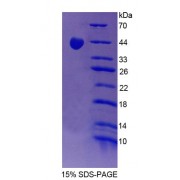 SDS-PAGE analysis of Rat PPP1R15A Protein.