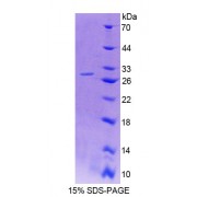 SDS-PAGE analysis of Mouse HCFC1 Protein.