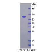 SDS-PAGE analysis of Human APPBP1 Protein.