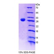 SDS-PAGE analysis of Human SRSF1 Protein.