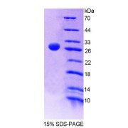 SDS-PAGE analysis of Human SRSF1 Protein.