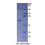SDS-PAGE analysis of Human XPo1 Protein.