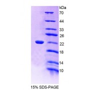 SDS-PAGE analysis of recombinant Human EDF1 Protein.