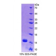 SDS-PAGE analysis of Mouse ACYP2 Protein.