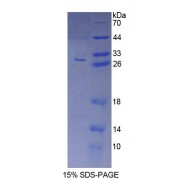 SDS-PAGE analysis of Human AMFR Protein.