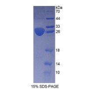 SDS-PAGE analysis of Human ARNT2 Protein.