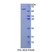 SDS-PAGE analysis of Mouse AUP1 Protein.