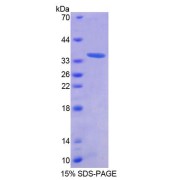 SDS-PAGE analysis of Human AZIN1 Protein.