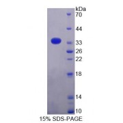 SDS-PAGE analysis of Rat AZIN1 Protein.