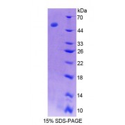 SDS-PAGE analysis of recombinant Rat AT Protein.