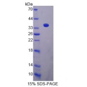 SDS-PAGE analysis of Mouse CABIN1 Protein.