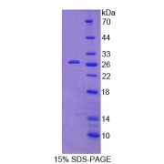 SDS-PAGE analysis of Mouse CAMLG Protein.