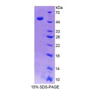 SDS-PAGE analysis of Rat CAMLG Protein.