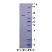 SDS-PAGE analysis of Human CANT1 Protein.