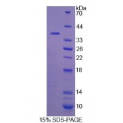 SDS-PAGE analysis of Mouse CANT1 Protein.