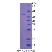 SDS-PAGE analysis of Mouse CANT1 Protein.