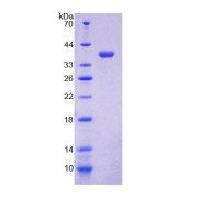 SDS-PAGE analysis of recombinant Mouse COX6c Protein.