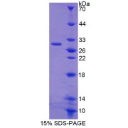 SDS-PAGE analysis of Rat CRISP1 Protein.