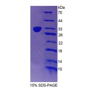 SDS-PAGE analysis of Human Cullin 1 Protein.