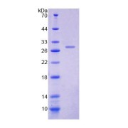 SDS-PAGE analysis of Rat DOK1 Protein.