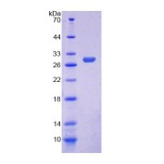 SDS-PAGE analysis of Human ELMO2 Protein.