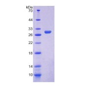 SDS-PAGE analysis of Human ELMO2 Protein.