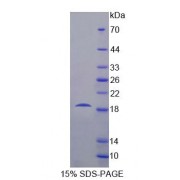 SDS-PAGE analysis of Mouse ERP29 Protein.