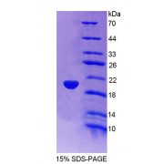 SDS-PAGE analysis of Rat EDN3 Protein.