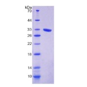 SDS-PAGE analysis of Human EXO1 Protein.