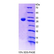 SDS-PAGE analysis of Rat FMO2 Protein.