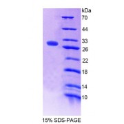 SDS-PAGE analysis of Mouse FPGS Protein.