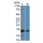 Western blot analysis of (1) Human Lung lysate, (2) Pig Lung lysate, using Mouse Anti-Human Bax Antibody (0.3 µg/ml) and HRP-conjugated Goat Anti-Mouse antibody (<a href="https://www.abbexa.com/index.php?route=product/search&amp;search=abx400001" target="_blank">abx400001</a>, 0.2 µg/ml).