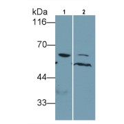 Western blot analysis of (1) Rat Cerebrum lysate, (2) Canine Cerebrum lysate, using Mouse Anti-Human BECN1 Antibody (5 µg/ml) and HRP-conjugated Goat Anti-Mouse antibody (<a href="https://www.abbexa.com/index.php?route=product/search&amp;search=abx400001" target="_blank">abx400001</a>, 0.2 µg/ml).