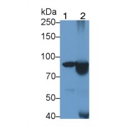 Western blot analysis of (1) Pig Spleen lysate, (2) Raji cell lysate, using Mouse Anti-Human CR2 Antibody (1.5 µg/ml) and HRP-conjugated Goat Anti-Mouse antibody (<a href="https://www.abbexa.com/index.php?route=product/search&amp;search=abx400001" target="_blank">abx400001</a>, 0.2 µg/ml).