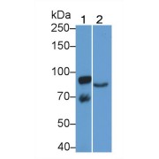 Western blot analysis of (1) Pig Kidney lysate, (2) Human Urine, using Mouse Anti-Human ABP1 Antibody (2 µg/ml) and HRP-conjugated Goat Anti-Mouse antibody (<a href="https://www.abbexa.com/index.php?route=product/search&amp;search=abx400001" target="_blank">abx400001</a>, 0.2 µg/ml).
