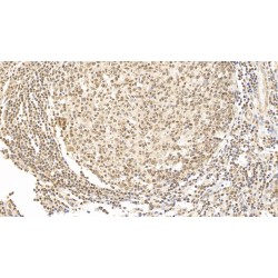 Forkhead Box Protein P3 (FOXP3) Antibody
