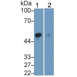 GATA Binding Protein 3 (GATA3) Antibody