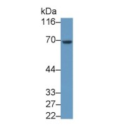 Western blot analysis of Jurkat cell lysate, using Mouse Anti-Rat HPSE Antibody (0.5 µg/ml) and HRP-conjugated Goat Anti-Mouse antibody (<a href="https://www.abbexa.com/index.php?route=product/search&amp;search=abx400001" target="_blank">abx400001</a>, 0.2 µg/ml).