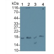 Western blot analysis of (1) Rabbit Testis lysate, (2) Rabbit Thymus lysate, (3) Rabbit Small intestine lysate, (4) Jurkat cell lysate, using Mouse Anti-Rat IL17 Antibody (1 µg/ml) and HRP-conjugated Goat Anti-Mouse antibody (<a href="https://www.abbexa.com/index.php?route=product/search&amp;search=abx400001" target="_blank">abx400001</a>, 0.2 µg/ml).