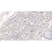IHC-P analysis of Pig Small intestine Tissue, with DAB staining, using Mouse Anti-Pig IL17 Antibody (20 µg/ml) and HRP-conjugated Goat Anti-Mouse antibody (<a href="https://www.abbexa.com/index.php?route=product/search&amp;search=abx400001" target="_blank">abx400001</a>, 2 µg/ml).