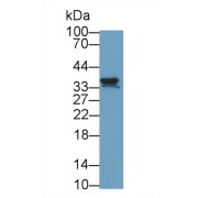 Western blot analysis of HeLa cell lysate, using Mouse Anti-Rat NGF Antibody (2 µg/ml) and HRP-conjugated Goat Anti-Mouse antibody (<a href="https://www.abbexa.com/index.php?route=product/search&amp;search=abx400001" target="_blank">abx400001</a>, 0.2 µg/ml).