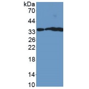 Western blot analysis of (1) Pig Spleen Tissue, (2) Pig Brain Tissue, (3) Pig Skin Tissue, and (4) Pig Pancreas Tissue, using Nerve Growth Factor (NGF) Antibody.