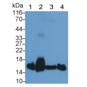 Western blot analysis of (1) Rat Heart lysate, (2) Rat Liver lysate, (3) Rat Lung lysate, (4) Rat Cerebrum lysate, using Mouse Anti-Rat SOD1 Antibody (0.04 µg/ml) and HRP-conjugated Goat Anti-Mouse antibody (<a href="https://www.abbexa.com/index.php?route=product/search&amp;search=abx400001" target="_blank">abx400001</a>, 0.2 µg/ml).