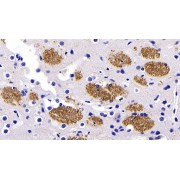 IHC-P analysis of Rat Cerebrum Tissue, with DAB staining, using Mouse Anti-Human SYP Antibody (30 µg/ml) and HRP-conjugated Goat Anti-Mouse antibody (<a href="https://www.abbexa.com/index.php?route=product/search&amp;search=abx400001" target="_blank">abx400001</a>, 2 µg/ml).